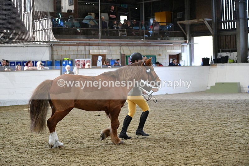 WJ5_4475 - Class 3 Part Bred In hand