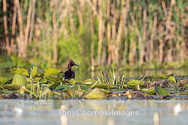 Ferruginous Duck - Danube Delta