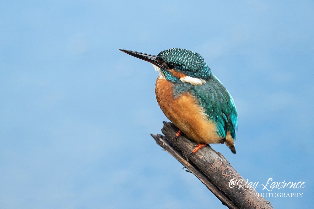 Kingfisher Alcedo Atthis075 - Kingfishers