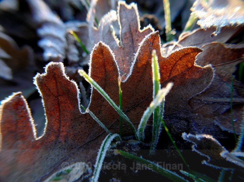 079jpg - Flowers and Nature