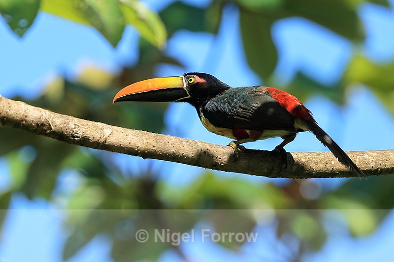 Fiery-billed Aracari back view, Costa Rica - Fiery-billed Aracari