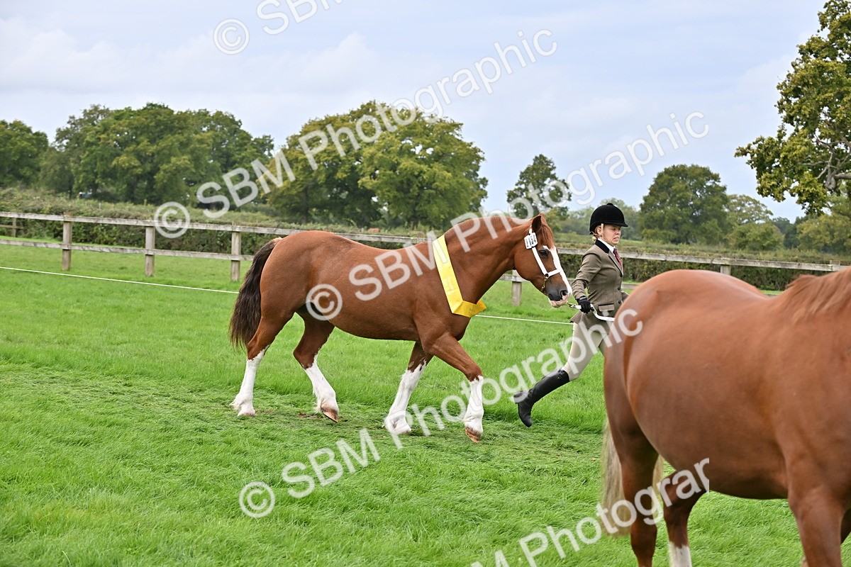 SBM_63341 - S49 - Mountain & Moorland In Hand Large Breeds