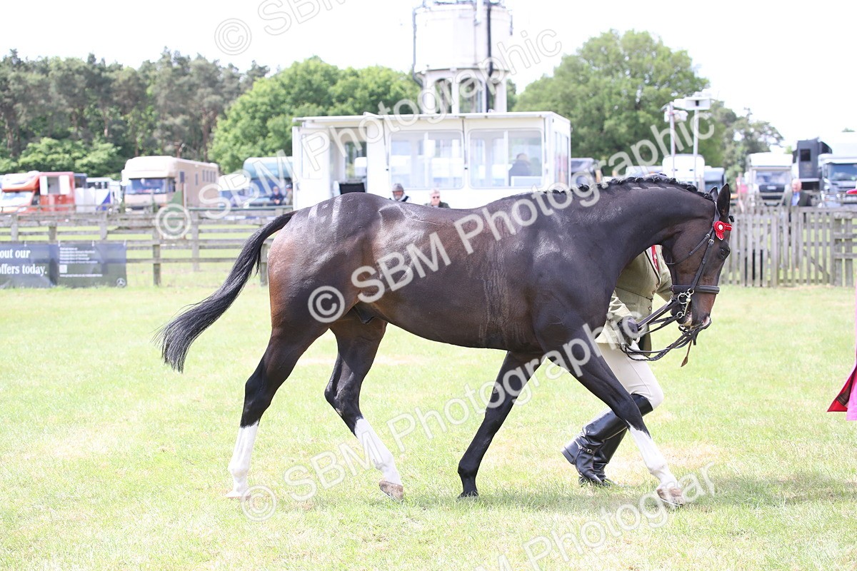 SBM_14233 - Class 113-114 - Retraining of Racehorses Ridden