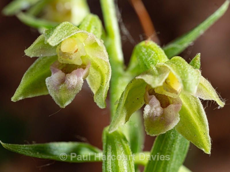 Slender helleborine (Epipactis exilis syn E. gracilis) - Wild Orchids 2021