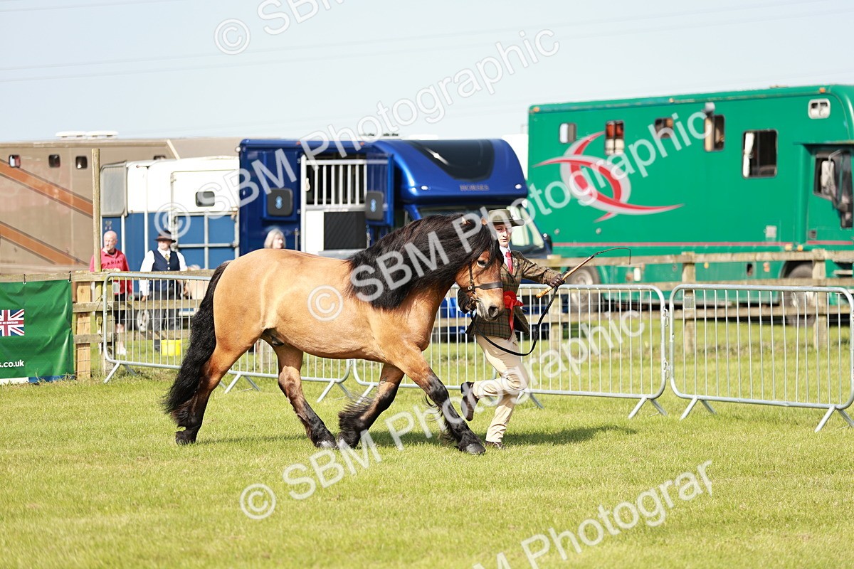 SBM_00869 - Class 14-23 - Mountain & Moorland In Hand Non Welsh