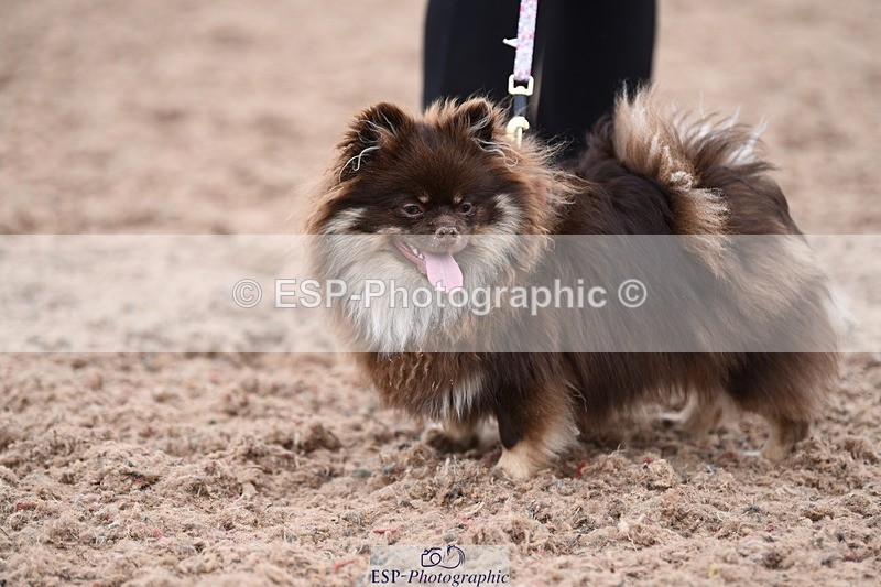 240518A-112420-00782 - Cls 1 Cutest Puppy