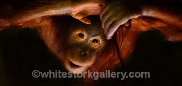 Hello 1 - Wildlife and Animals