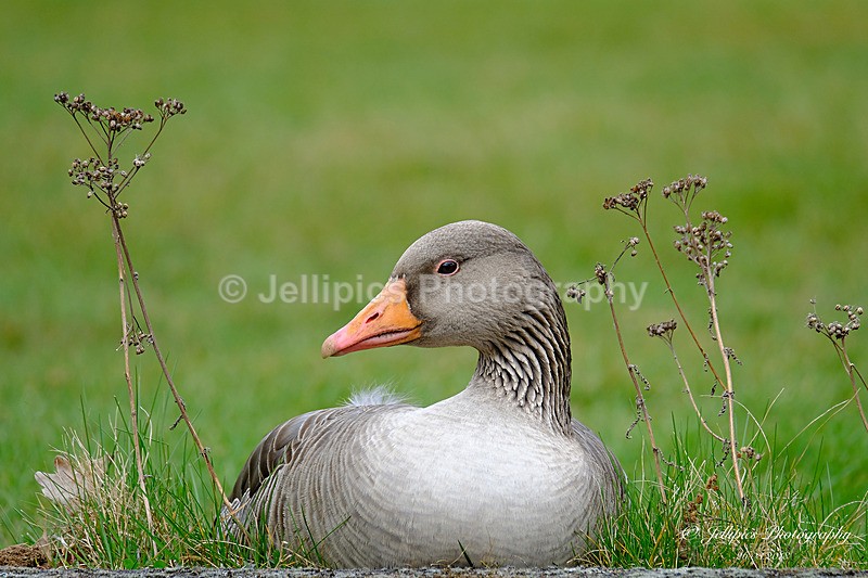  - Wildlife and Nature