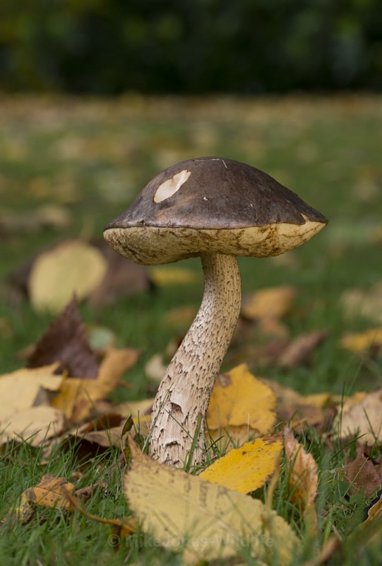 Fungi at Cholmondeley Castle, Cheshire - FUNGI (MUSHROOM) IMAGES
