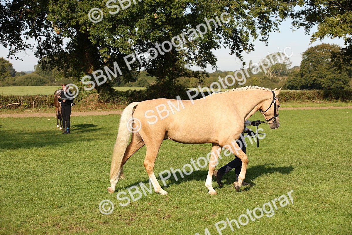 SBM_59366 - S52 - Other Coloured Horse In Hand