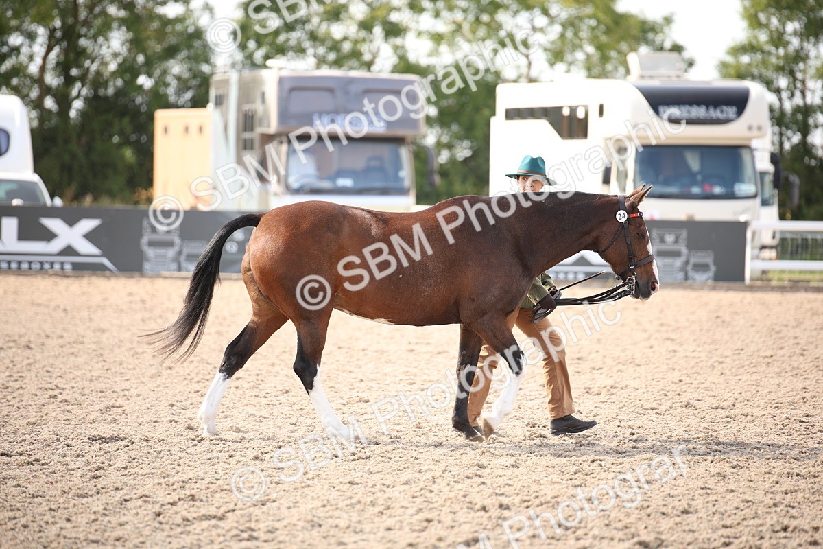 SBM_07390 - Class 26 IH Foreign Breeds -Part bred