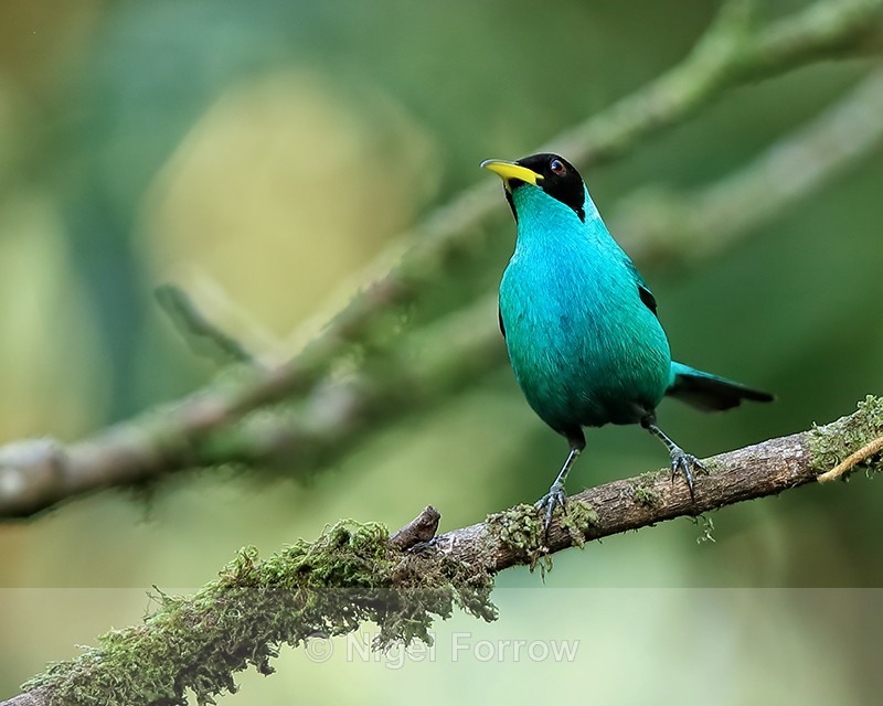 Green Honeycreeper (male) perched near feeder, Costa Rica - Green Honeycreeper