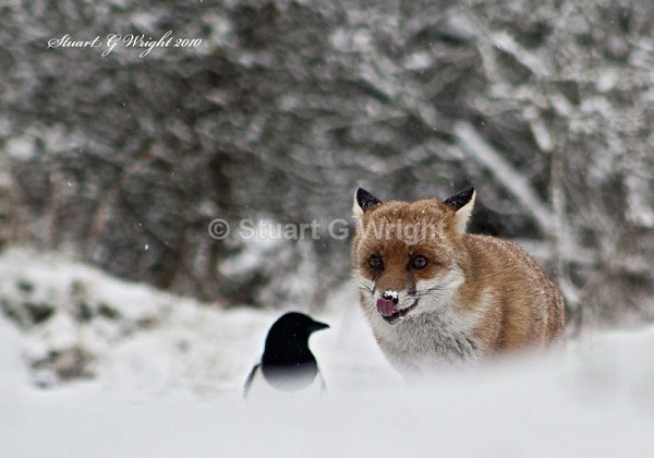 607 - Fox