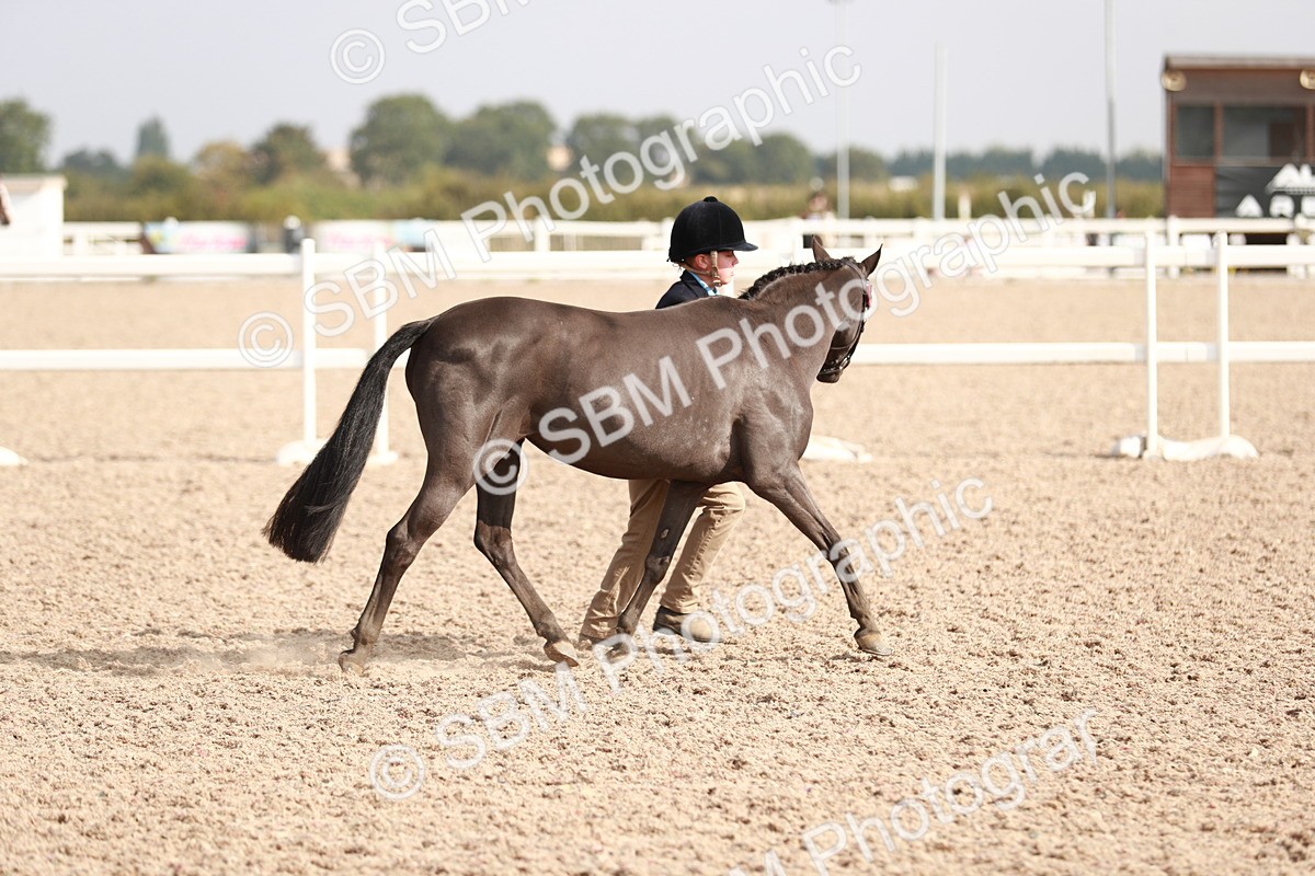 SBM_11147 - Class 205 IH Show Pony/ Show Hunter Pony