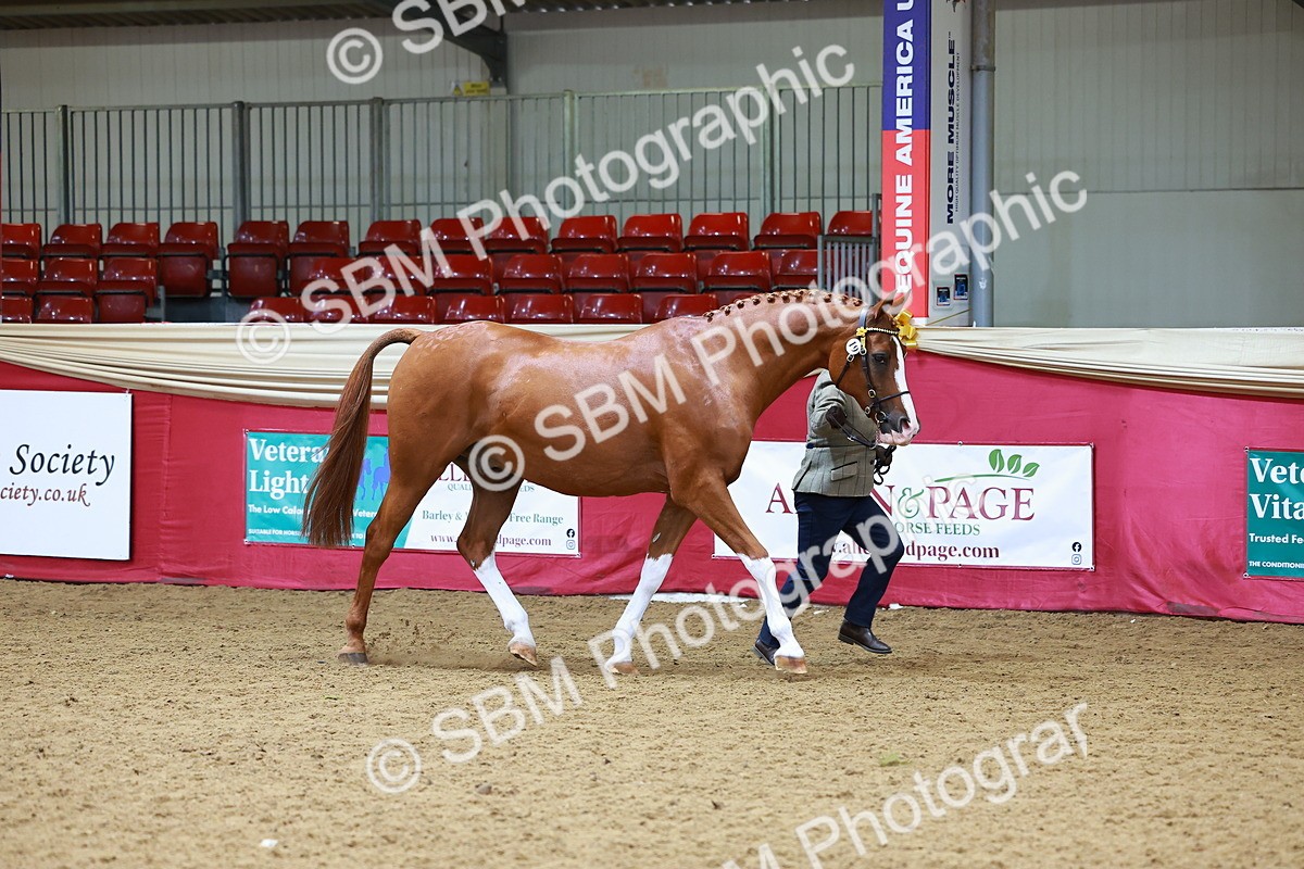 SBM_00531 - Class 3A - IH Pre-Vet