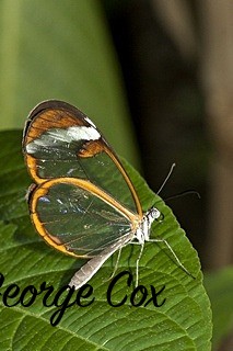 Glasswing butterfly at Stratford butterfly farm