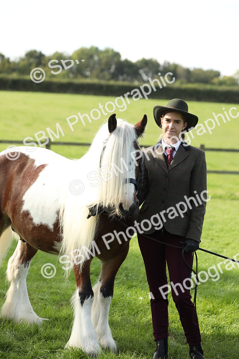 SBM_60963 - S43 - Coloured Pony In Hand