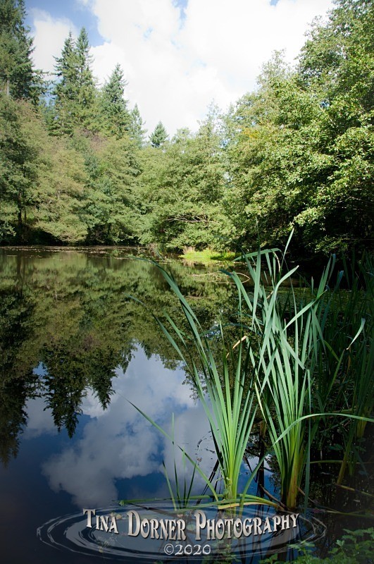 Soudley Ponds and Summer Bullrushes by Tina Dorner Photography, Forest of Dean and Wye Valley, Gloucestershire