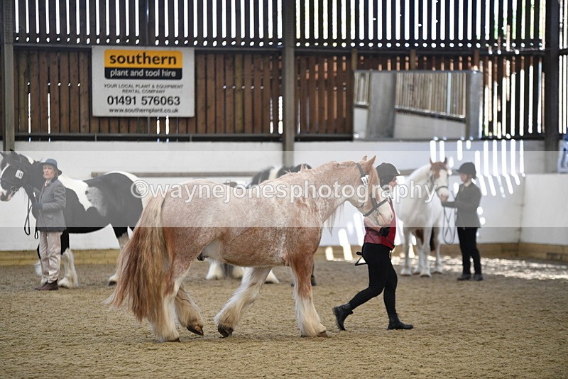 WJ5_4759 - Class 7 In hand coloured / odd coloured