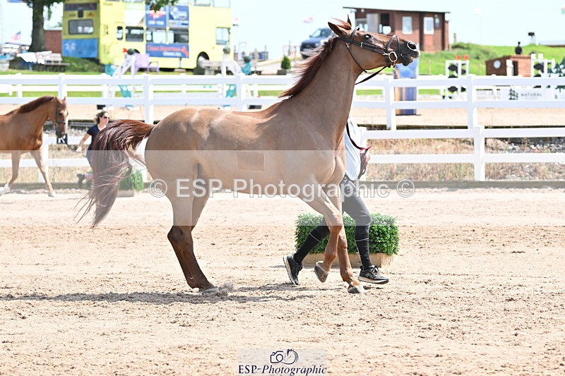 240717A-145951-02409 - Trot Up 2pm to 3pm - This folder is not in time order
