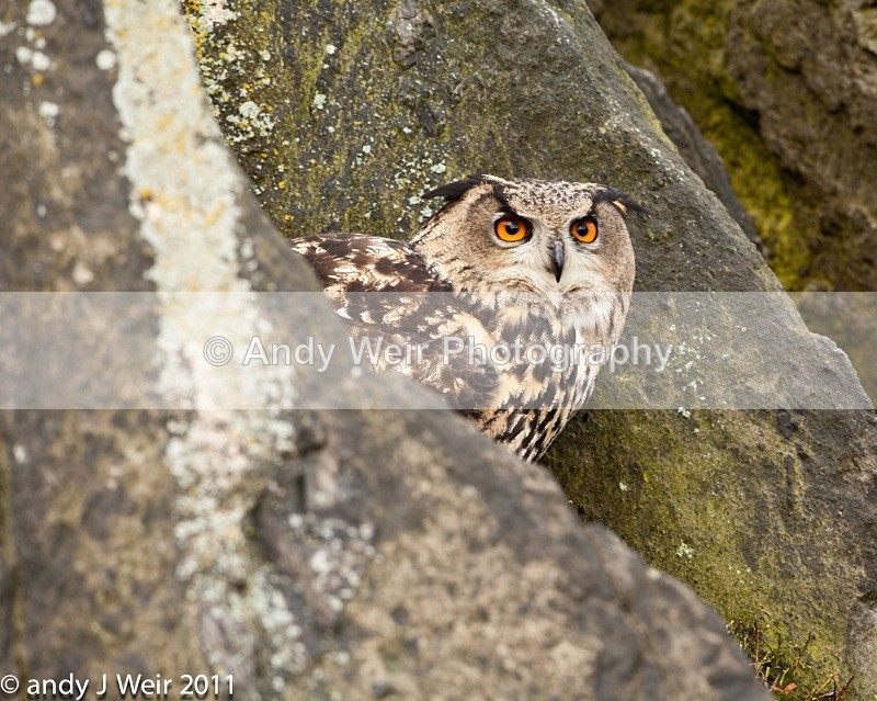  - Eagle Owl