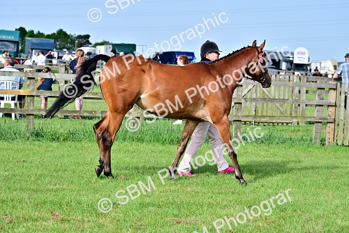 SBM_00937 - Class 46-49 - Arab and Part Bed-Anglo Arab In Hand