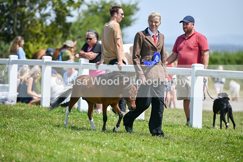 DSC_7241 - Miniature Horse Championship
