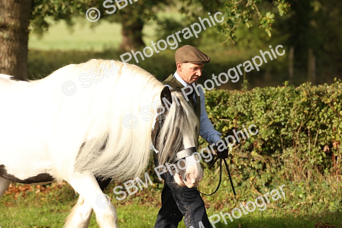 SBM_56770 - S54 - Piebald & Skewbald Horse In Hand