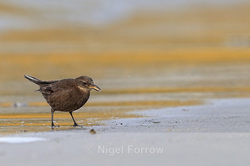 Blackish Cinclodes eating food, Carcass Island, Falklands - Tussockbird (Blackish Cinclodes)
