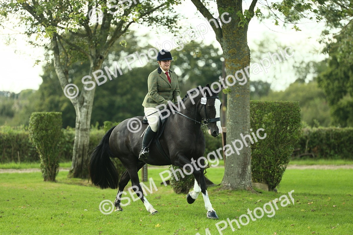 SBM_50675 - S33 - Working Hunter & Working Show Horse