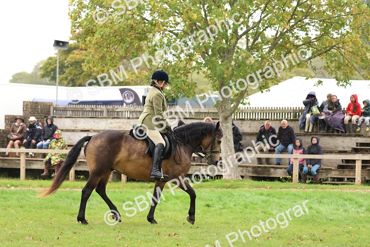 SBM_69596 - S62 - Mountain & Moorland Ridden Large Breeds