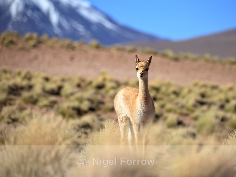 Young Vicuna stops and looks, Laguna Miscanti, Chile - Vicuna