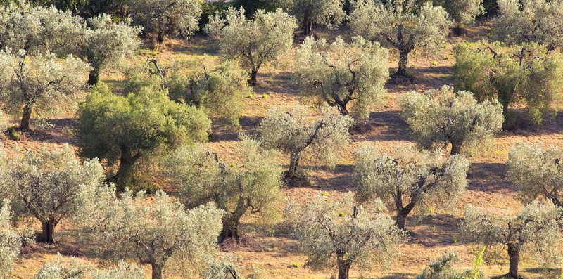 Olive Trees - Slovenia and Tuscany