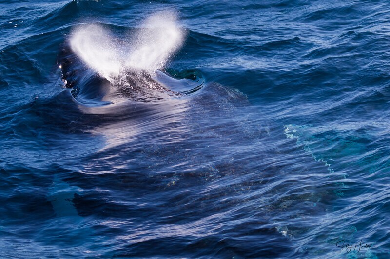 So Close 0A3A6876 - Humpback Whales