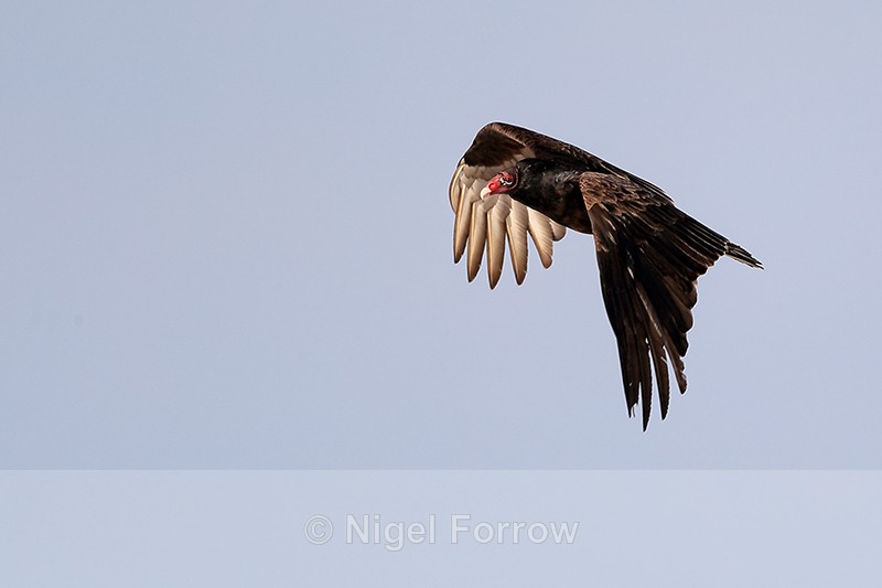 Turkey Vulture flying, Fort De Soto, Florida - Turkey Vulture