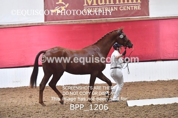 BPP_1206 - MORNING 9AM - 12PM