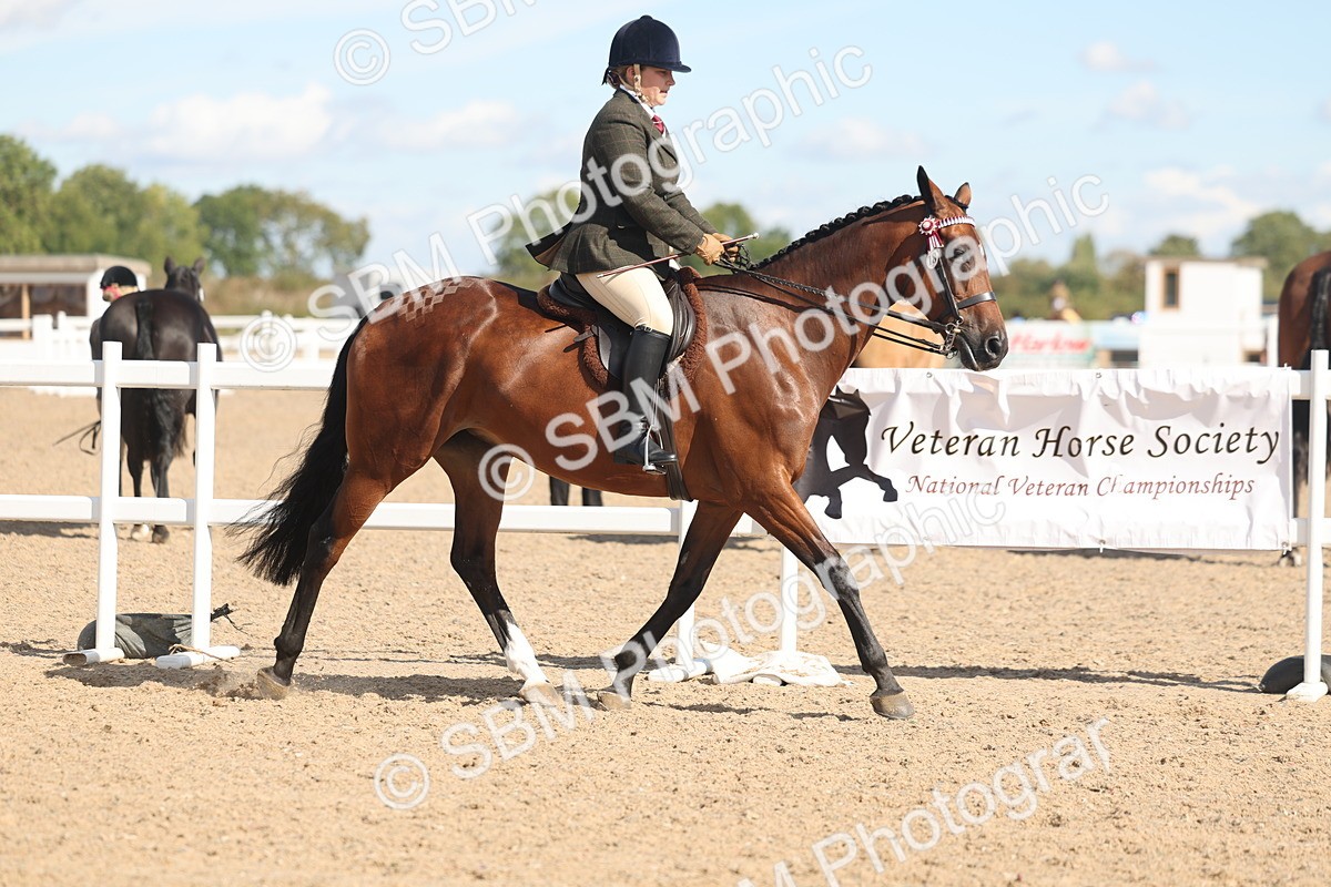 SBM_13174 - Class 306 - Ridden Foreign Breds - Part Bred