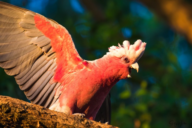 Galah-Loud Voice 2