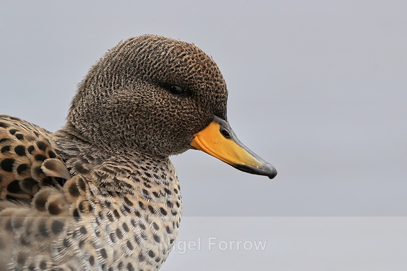 Yellow-billed Teal, close view, Sea Lion Island, Falklands - Yellow-billed Teal
