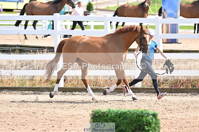 240717A-154049-02972 - Trot Up 3pm to 4pm