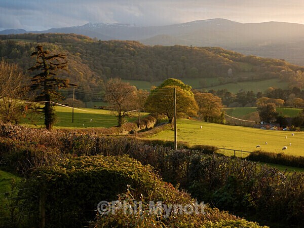 ART0003 - Photo Mynott ART Images