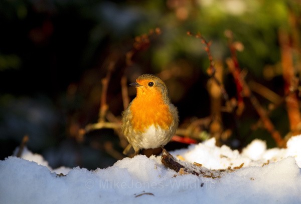 ROBIN REF C ROBIN 1 - CHRISTMAS ROBINS