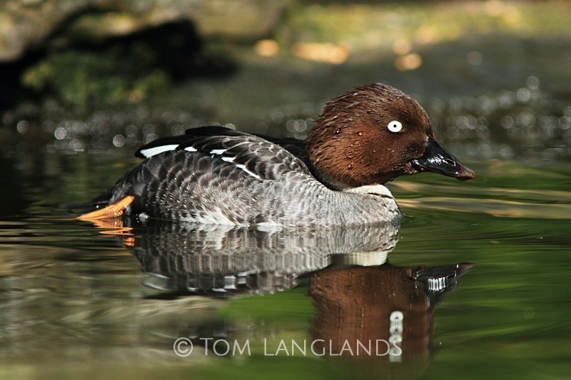 Goldeneye - Wildfowl