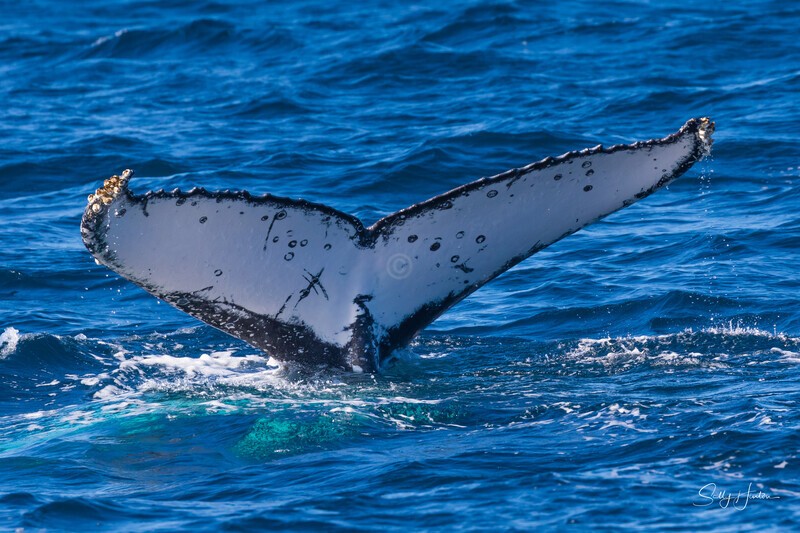 Labour Fluke 1 - Humpback Whales