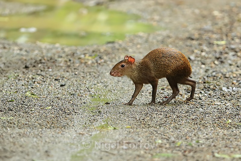Agouti crossing Pipeline Road, Panama - Agouti