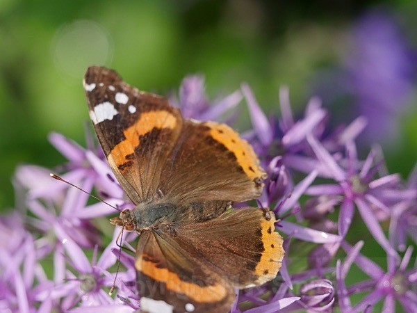 Red Admiral? - MACRO & CLOSE UPS 2