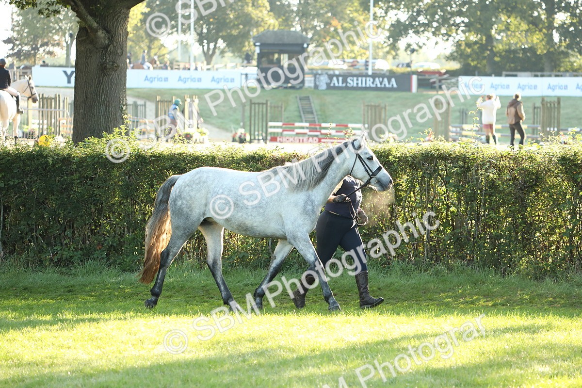 SBM_57923 - S42 - Youngstock