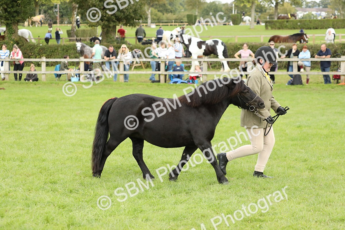 SBM_62782 - S46 - Mountain & Moorland In Hand Small Breeds