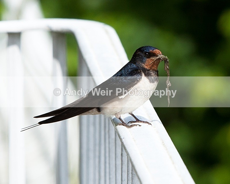 20110613-IMG_4557 - Swallows, Swifts & Martins