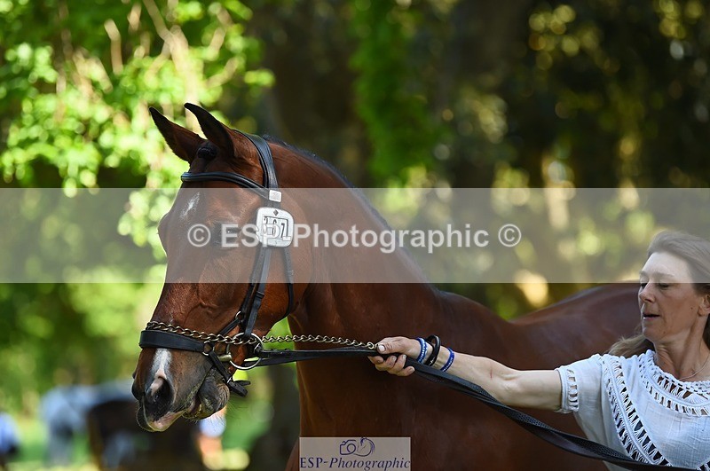 230524-154106-00437 - 367-ITAREUSO-Louisa_Lockwood-WEDTrotUp+DR